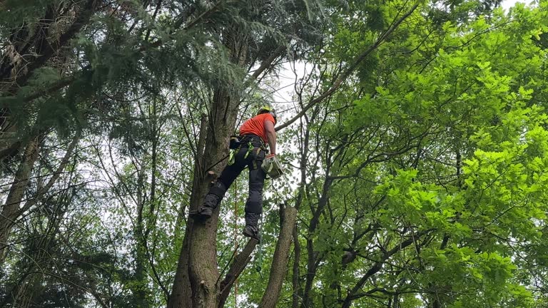 How Our Tree Care Process Works  in  Passapatanzy, VA