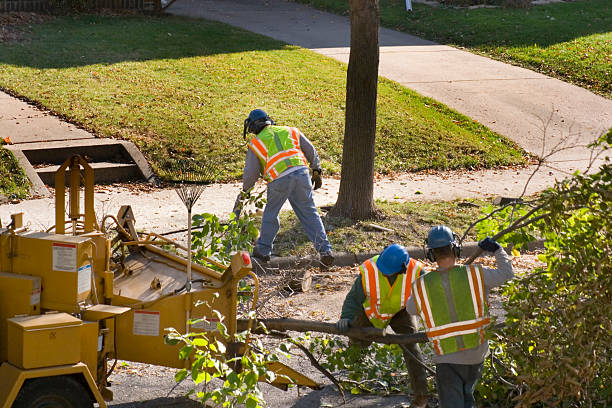 Best Tree Removal  in Passapatanzy, VA