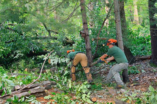 Best Emergency Tree Removal  in Passapatanzy, VA