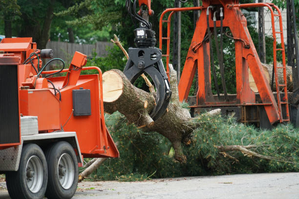 Passapatanzy, VA Tree Care Services Company