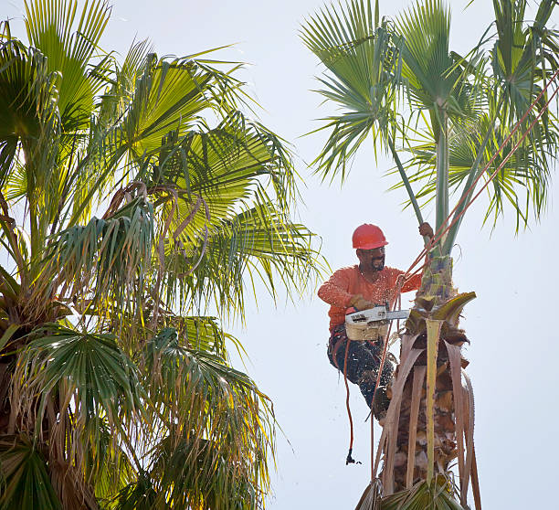 Best Hazardous Tree Removal  in Passapatanzy, VA