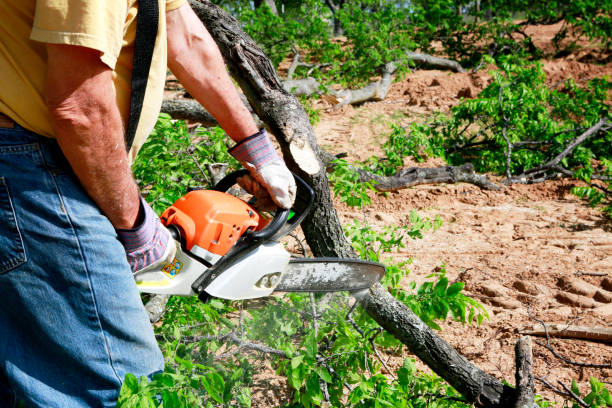 Best Tree Removal  in Passapatanzy, VA